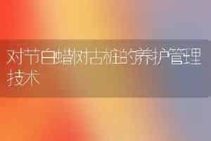对节白蜡树古桩的养护管理技术