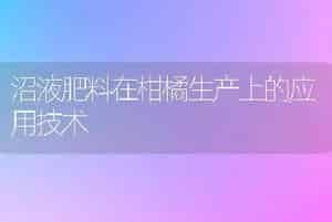 木荷播种繁殖技术
