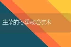 生菜的冬季栽培技术