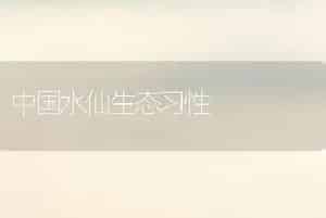 中国水仙生态习性