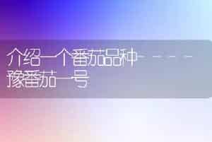 介绍一个番茄品种----豫番茄一号