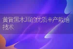 黄背黑木耳的优质丰产栽培技术
