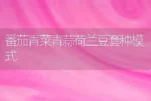 番茄青菜青蒜荷兰豆套种模式