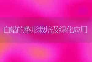 白蜡的整形栽培及绿化应用