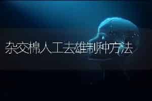 保健番茄新品种“黑珍珠”