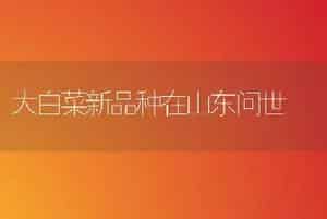 大白菜新品种在山东问世