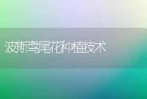 波斯鸢尾花种植技术