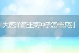 大葱洋葱韭菜种子怎样识别