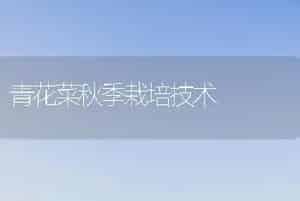 青花菜秋季栽培技术