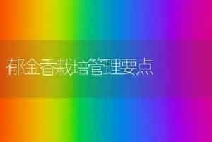 郁金香栽培管理要点