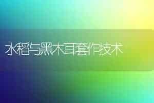水稻与黑木耳套作技术