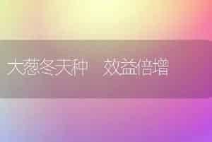 大葱冬天种 效益倍增