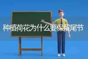 种植荷花为什么要保留尾节