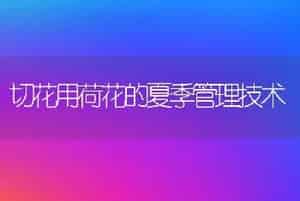 黑木耳地沟吊袋栽培