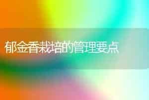 郁金香栽培的管理要点