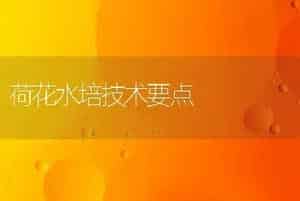 荷花水培技术要点