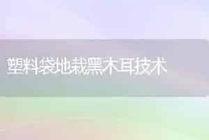 塑料袋地栽黑木耳技术