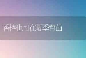 青花菜新品种：玛斯特
