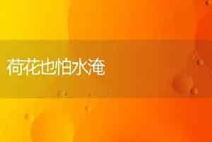 荷花也怕水淹