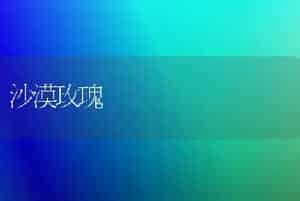 沙漠玫瑰