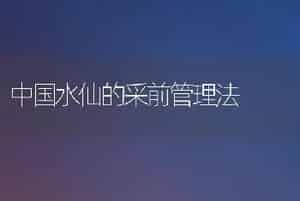 中国水仙的采前管理法