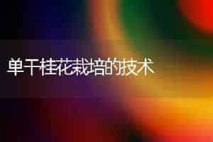 单干桂花栽培的技术