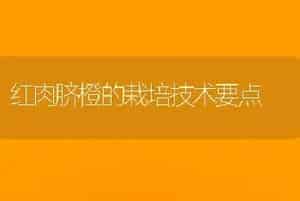 红肉脐橙的栽培技术要点