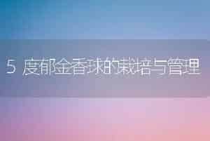 5度郁金香球的栽培与管理