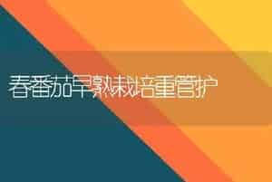 春番茄早熟栽培重管护