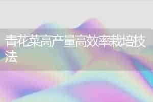 青花菜高产量高效率栽培技法