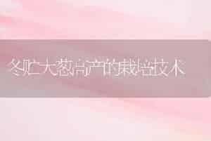冬贮大葱高产的栽培技术