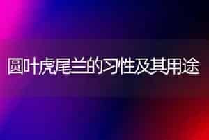 圆叶虎尾兰的习性及其用途