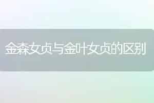 金森女贞与金叶女贞的区别