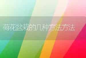 荷花盆栽的几种方法方法