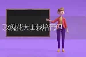玫瑰花大田栽培管理