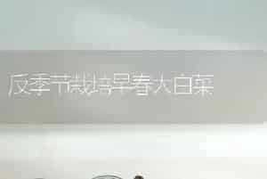 反季节栽培早春大白菜