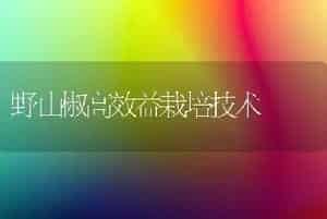 越夏栽培的六种生菜品种
