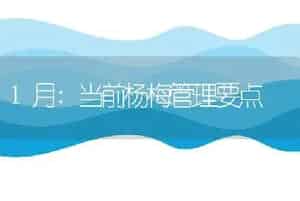 北方日香桂盆栽养护