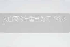 大白菜今年重量为何“缩水”