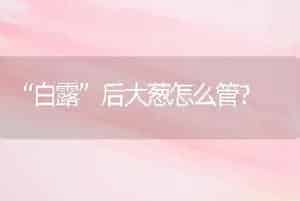 “白露”后大葱怎么管？