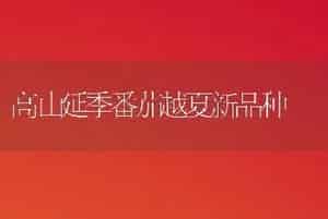 高山延季番茄越夏新品种