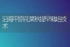 沿海平原花菜秋提早栽培技术