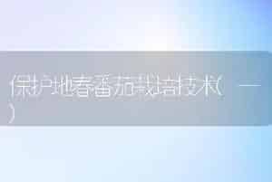 保护地春番茄栽培技术(一)