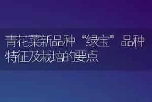 令箭荷花怎样水插繁殖