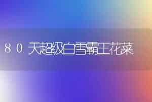 80天超级白雪霸王花菜