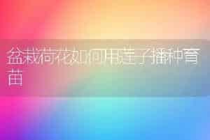 盆栽荷花如何用莲子播种育苗