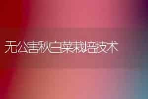 无公害秋白菜栽培技术