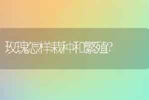 玫瑰怎样栽种和繁殖?