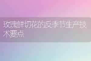 玫瑰鲜切花的反季节生产技术要点