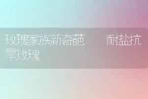 玫瑰家族新奇葩――耐盐抗旱玫瑰